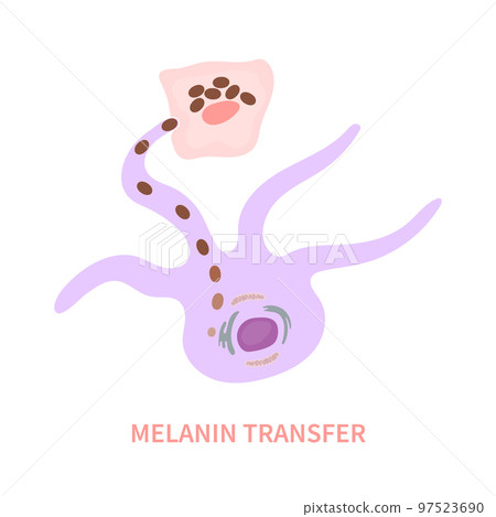 Skin pigmentation and melanosome cell transfer diagram 97523690