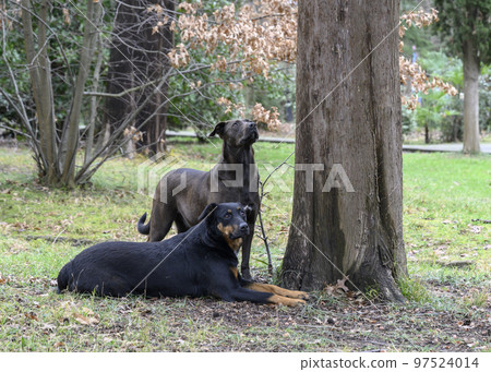 Rottweiler dogs in the park near a tree Rottweiler dogs in the park near a tree 97524014