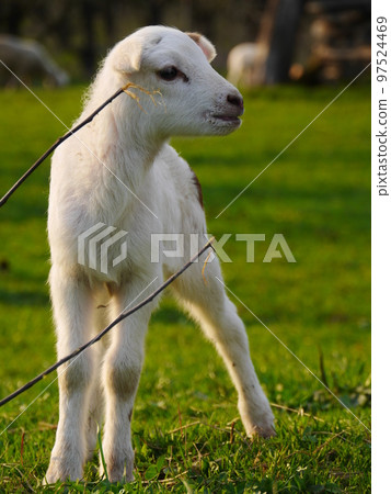 lamb outside in the meadow during Easter 97524469
