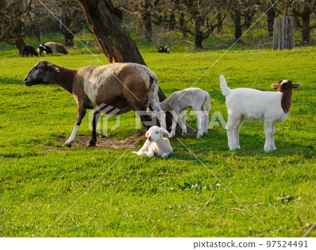 lamb outside in the meadow during Easter 97524491