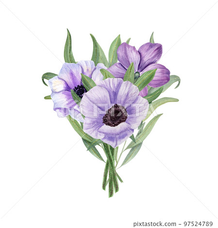 Anemones with eucalyptus isolated on a white background. Watercolor illustration. For Valentine day, wedding invitation, birthday and mother day cards, poster, textile design, cover, background, print Anemones with eucalyptus isolated on a white background. Watercolor illustration. For Valentine day, wedding invitation, birthday and mother day cards, poster, textile design, cover, background, print 97524789