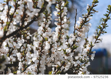 Blooming cherry in spring. Delicate, beautiful, white cherry blossoms. 97525236