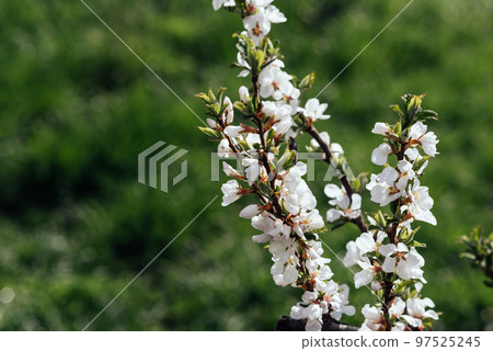 Blooming cherry in spring. Delicate, beautiful, white cherry blossoms. Copy space Blooming cherry in spring. Delicate, beautiful, white cherry blossoms. Copy space 97525245