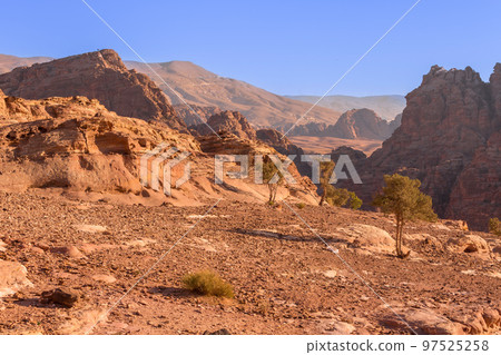 Sand rocks and tree, canyon of Petra, Jordan Sand rocks and tree, canyon of Petra, Jordan 97525258