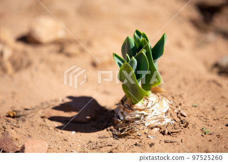 Green plant in the desert growth concept 97525260