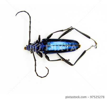 Blue iridescent beetle isolated on white, Mecosaspis subvestita macro close up, collection beetles, insect, cerambycidae Blue iridescent beetle isolated on white, Mecosaspis subvestita macro close up, collection beetles, insect, cerambycidae 97525278