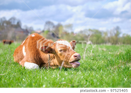 Young sick of thirsty calf resting on green pasture grass on summer day. Feeding of cattle on farm grassland 97525405