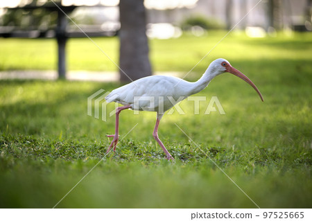 White ibis wild bird, also known as great egret or heron walking on grass in town park in summer 97525665