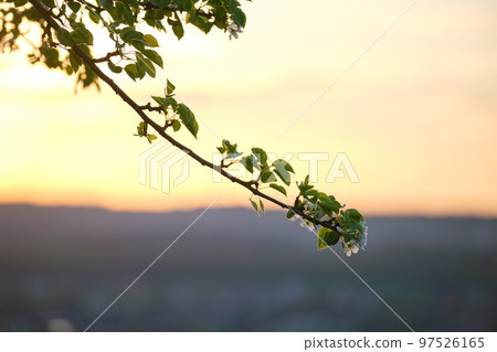 Twigs of fruit tree with white blossoming flowers in early spring at sunset 97526165