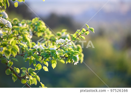Twigs of cherry tree with white blossoming flowers in early spring 97526166