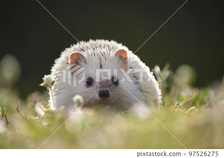 Small african hedgehog pet on green grass outdoors on summer day. Keeping domestic animals and caring for pets concept Small african hedgehog pet on green grass outdoors on summer day. Keeping domestic animals and caring for pets concept 97526275
