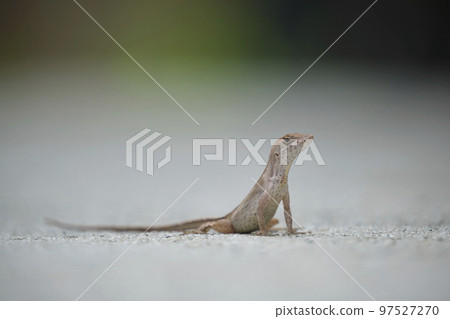 Macro closeup of blown alone lizard warming on summer sun. Anolis sagrei small reptile in native to Florida USA Macro closeup of blown alone lizard warming on summer sun. Anolis sagrei small reptile in native to Florida USA 97527270