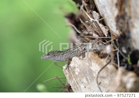 Macro closeup of blown alone lizard warming on summer sun. Anolis sagrei small reptile in native to Florida USA 97527271