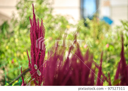 Indian red amaranth plant growing in summer garden. Leaf vegetable, cereal and ornamental plant, source of proteins and amino acids. 97527311
