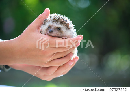 Human hands holding little african hedgehog pet outdoors on summer day. Keeping domestic animals and caring for pets concept. 97527322