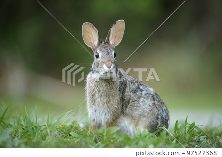Grey small hare eating grass on summer field. Wild rabbit in nature 97527368
