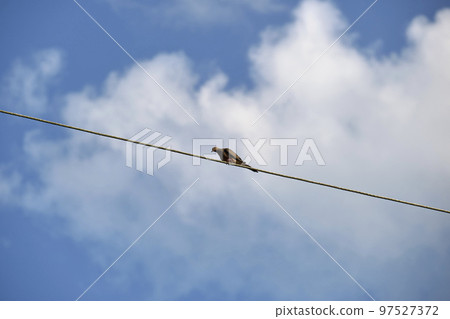 Grey dove pigeon sitting high on phone or electric cable on bright blue sky background 97527372