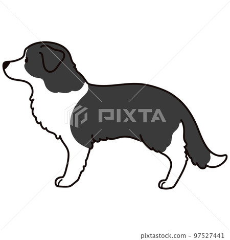 帶有主線的水平簡單可愛的邊境牧羊犬插圖 97527441
