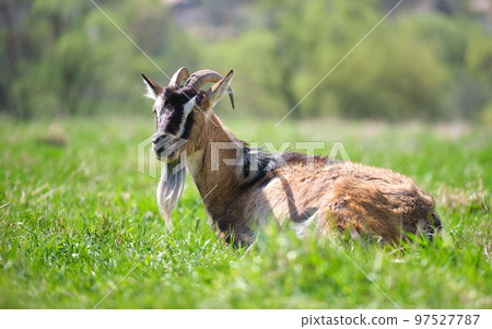 Domestic milk goat with long beard and horns resting on green pasture grass on summer day. Feeding of cattle on farm grassland Domestic milk goat with long beard and horns resting on green pasture grass on summer day. Feeding of cattle on farm grassland 97527787