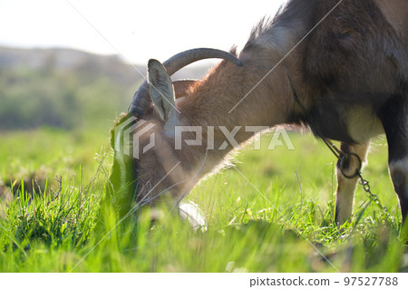 Domestic milk goat with long beard and horns grazing on green farm pasture on summer day. Feeding of cattle on farmland grassland 97527788