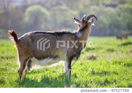 Domestic milk goat with long beard and horns grazing on green farm pasture on summer day. Feeding of cattle on farmland grassland 97527789