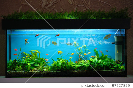 Colorful exotic fish swimming in deep blue water aquarium with green tropical plants Colorful exotic fish swimming in deep blue water aquarium with green tropical plants 97527839