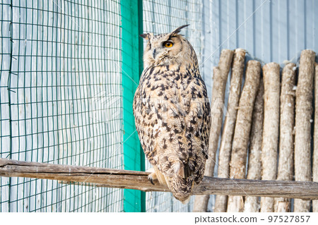 The big owl sits on a branch in a cage at the zoo The big owl sits on a branch in a cage at the zoo 97527857
