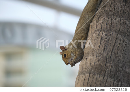 Beautiful wild gray squirrel climbing tree trunk in summer town park Beautiful wild gray squirrel climbing tree trunk in summer town park 97528826