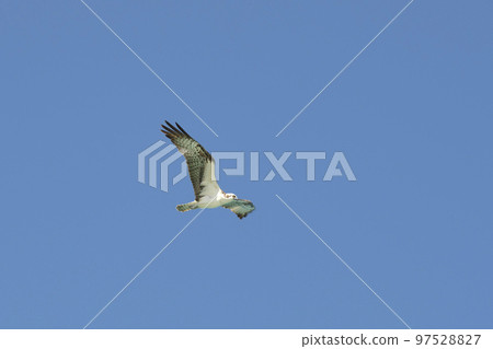 Beautiful wild bird eagle with spread wings flying high in blue sky Beautiful wild bird eagle with spread wings flying high in blue sky 97528827