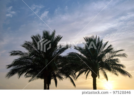 Beautiful green coconut palm trees on tropical beach against evening sky. Summer vacation concept 97528846