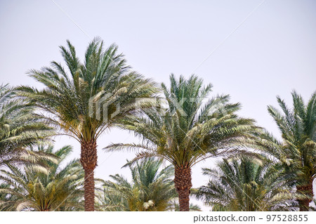 Beautiful green coconut palm trees on tropical beach against blue sky. Summer vacation concept 97528855