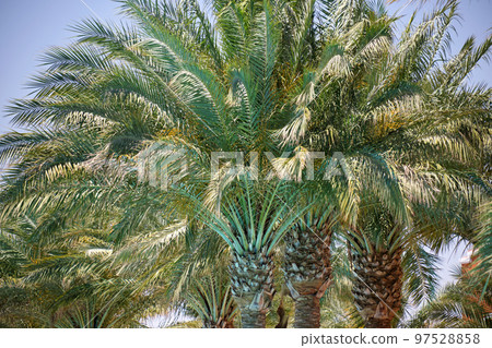 Beautiful green coconut palm trees on tropical beach against blue sky. Summer vacation concept 97528858