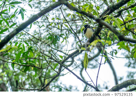 Crested jay on a tree in the forest 97529135