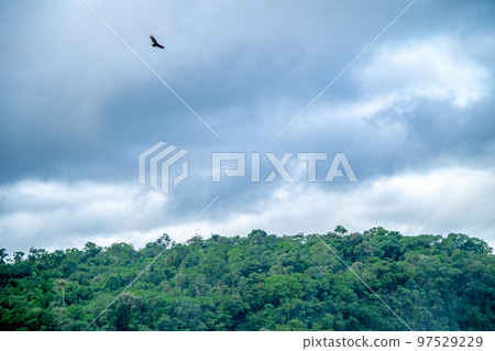 condor bird flying in the sky above the jungle condor bird flying in the sky above the jungle 97529229