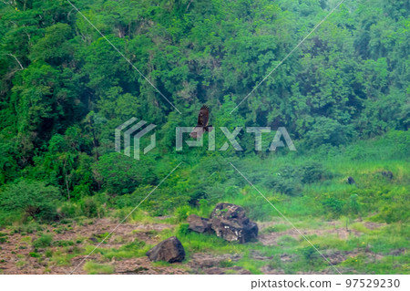condor bird flying in the sky above the jungle 97529230