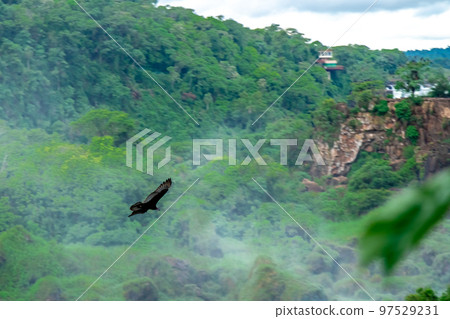 condor bird flying in the sky above the jungle 97529231