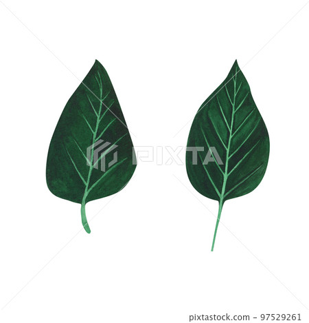 Christmas plant poinsettia leaves isolated on white background. Watercolor hand drawn Xmas illustration. Art for design 97529261