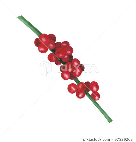 Christmas plant holly set berries isolated on white background. Watercolor hand drawn Xmas illustration. Art for design Christmas plant holly set berries isolated on white background. Watercolor hand drawn Xmas illustration. Art for design 97529262