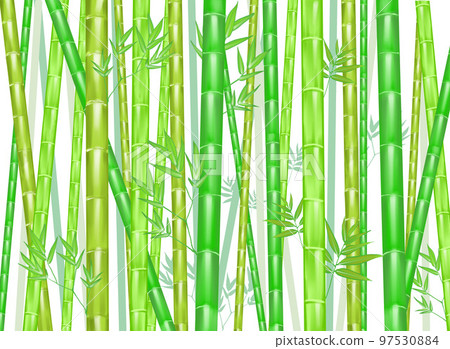 Landscape of fresh green bamboo groves Landscape of fresh green bamboo groves 97530884