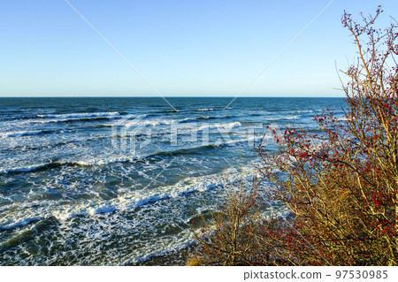Beautiful view of Baltic sea coast, rosehip bush with red fruits berries, waves with white foam tops 97530985