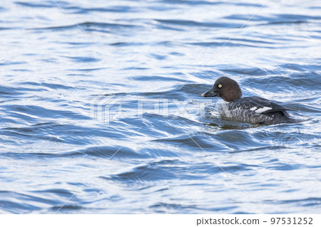 A female bunting duck floating in a pond 97531252