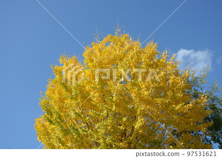 Gingko's yellow leaves Gingko's yellow leaves 97531621