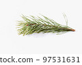 Spruce branch isolated on a white background 97531631