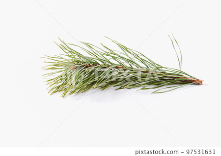 Spruce branch isolated on a white background Spruce branch isolated on a white background 97531631