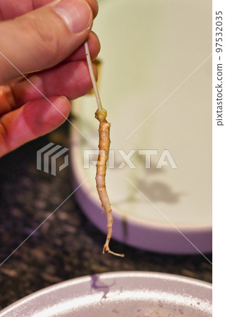 ginseng root 97532035