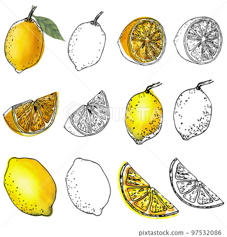 Hand drawn watercolor illustration of branch with juicy lemons, flowers and leaves in sketching style 97532086