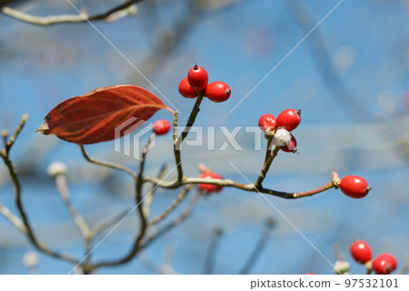 山茱萸紅果 97532101