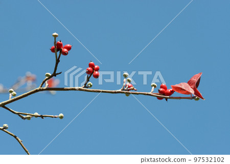 山茱萸紅果 97532102