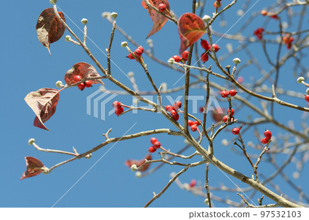 山茱萸紅果 山茱萸紅果 97532103