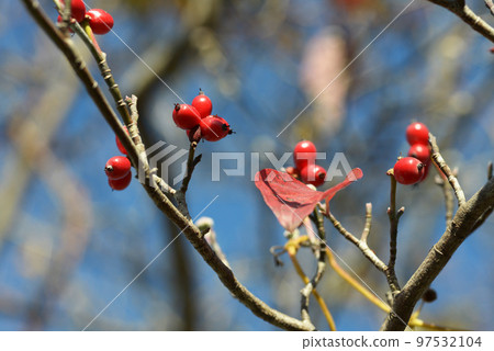 Dogwood red fruit Dogwood red fruit 97532104